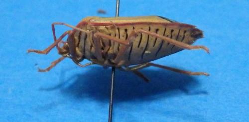 Edessa rufomarginata